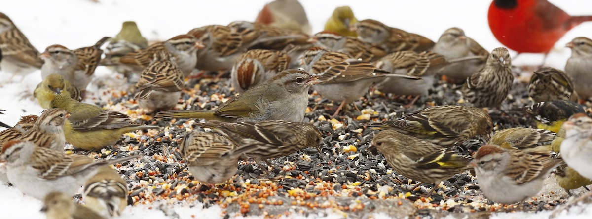 Olive Sparrow - ML312759401