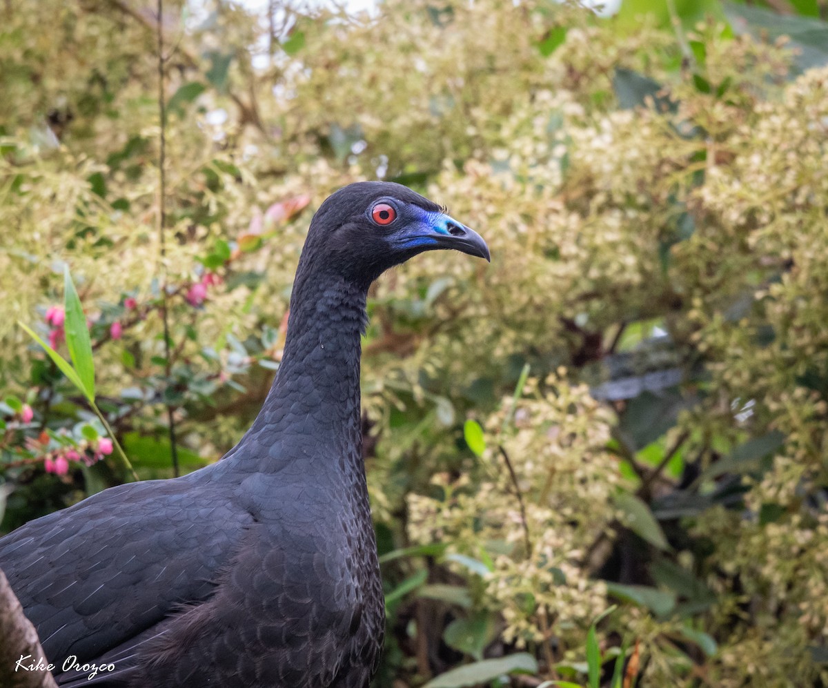 Black Guan - ML312759761