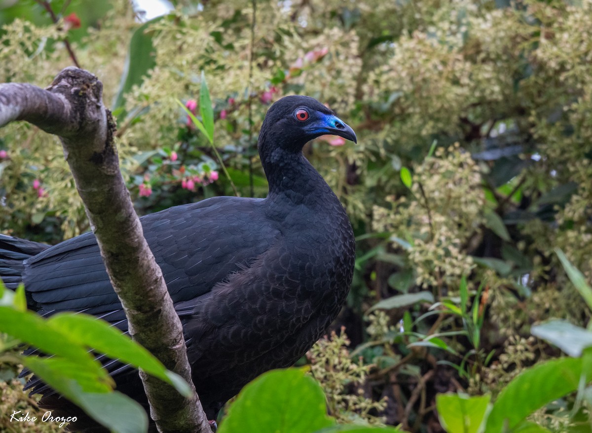 Schwarzguan - ML312760451