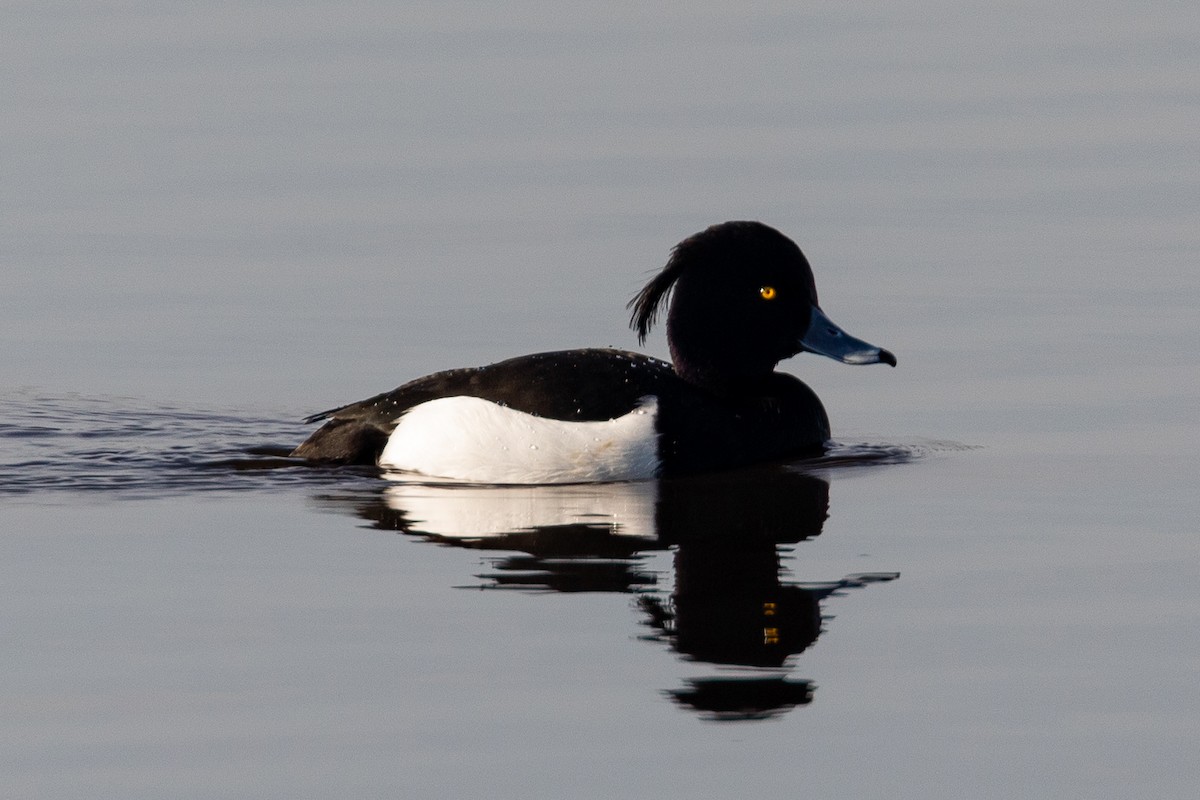 Tufted Duck - ML312763201