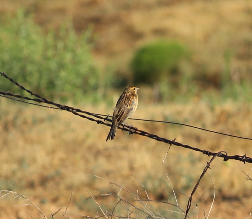 Dickcissel - ML31276321