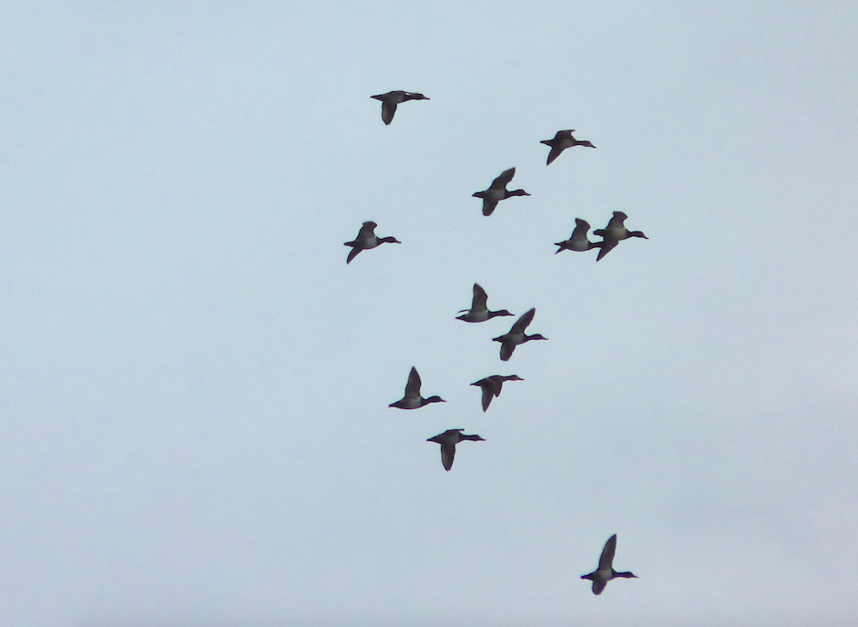 Ring-necked Duck - Paul Heveran