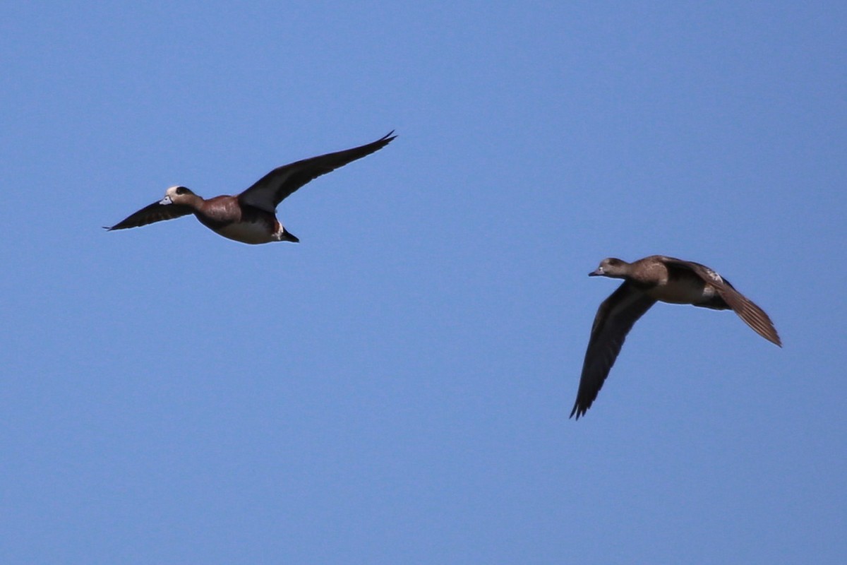 American Wigeon - ML312763711