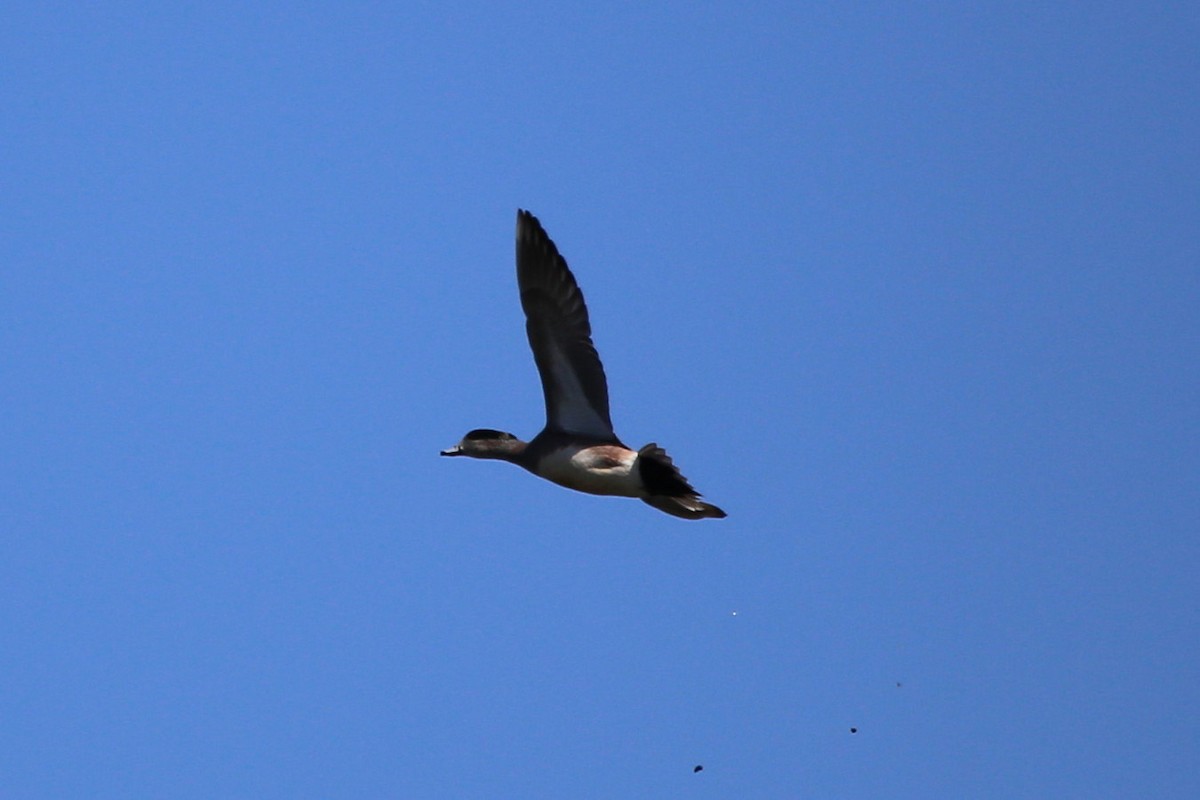 American Wigeon - ML312763811