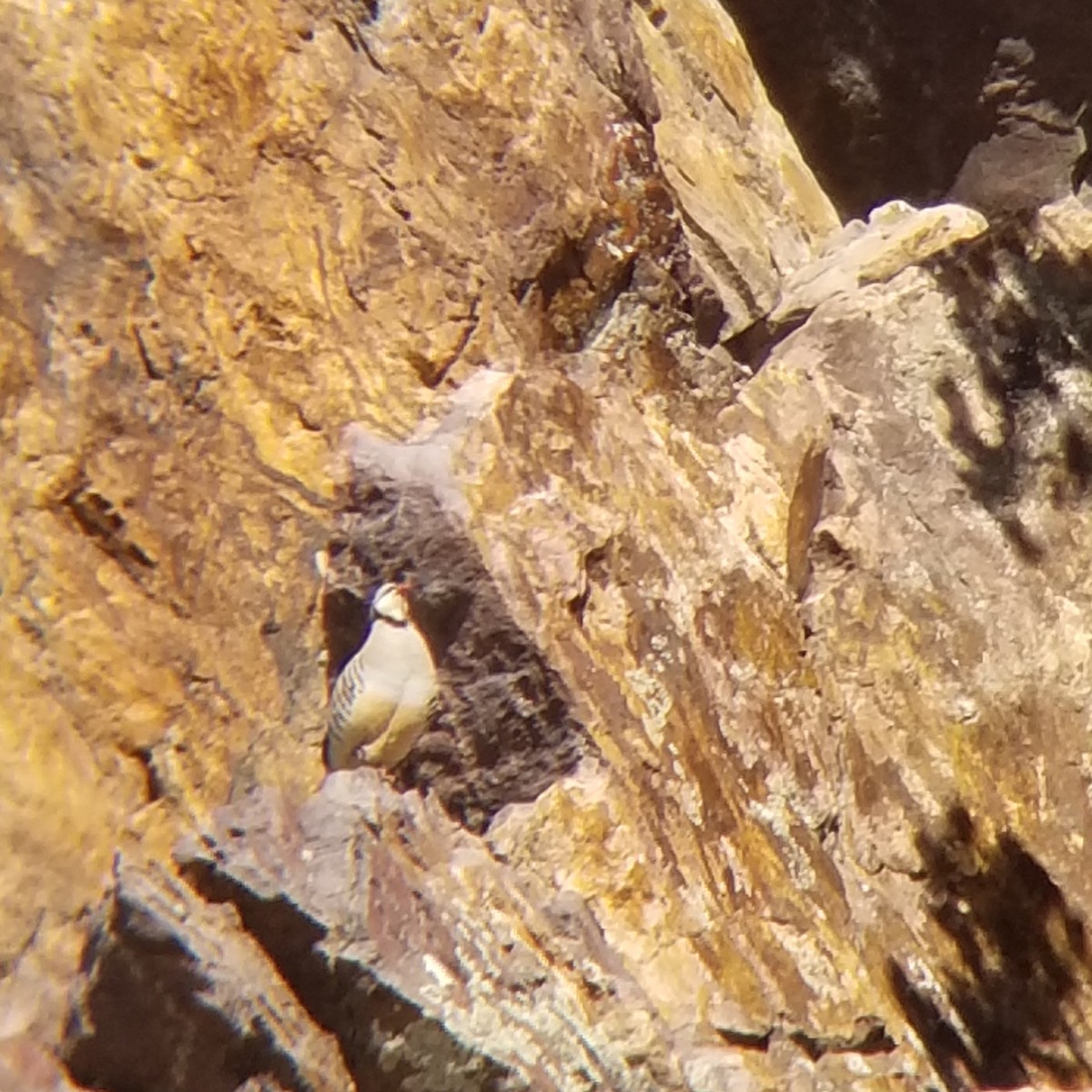 Chukar - ML312764001