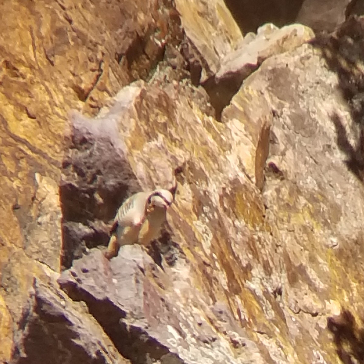 Chukar - ML312764011