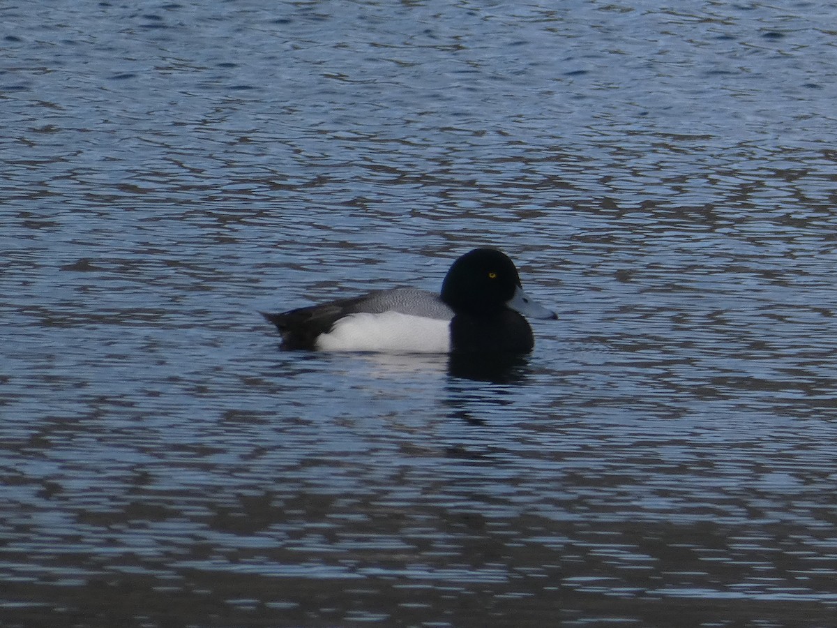 Greater Scaup - ML312764051