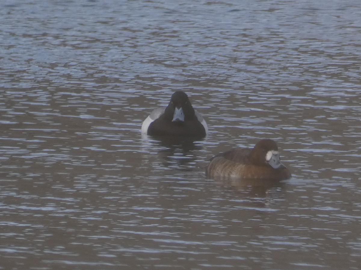 Greater Scaup - ML312764151