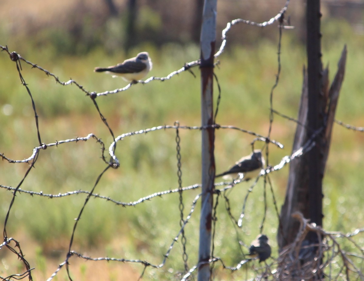 Western Kingbird - ML31276491