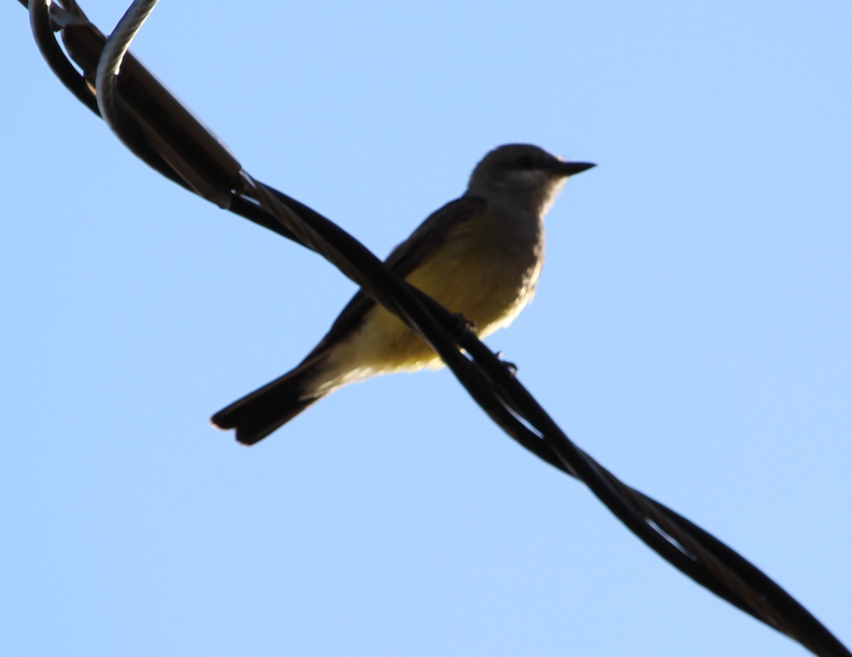 Western Kingbird - ML31276501