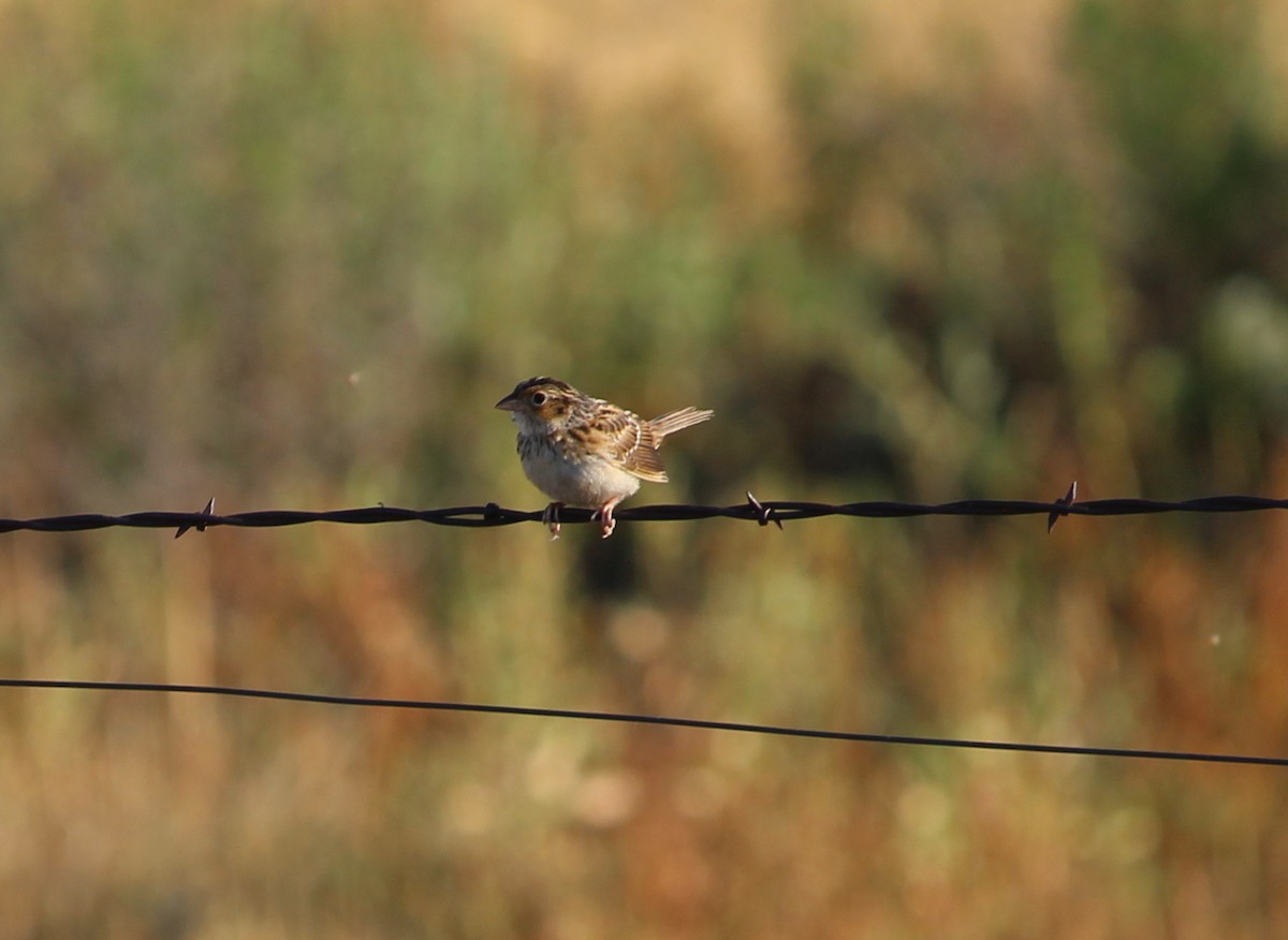 Chingolo Saltamontes - ML31276681