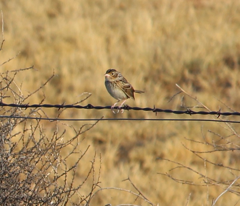 Grasshopper Sparrow - ML31276691