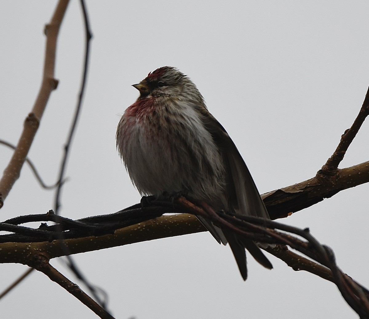 Common Redpoll - ML312769161