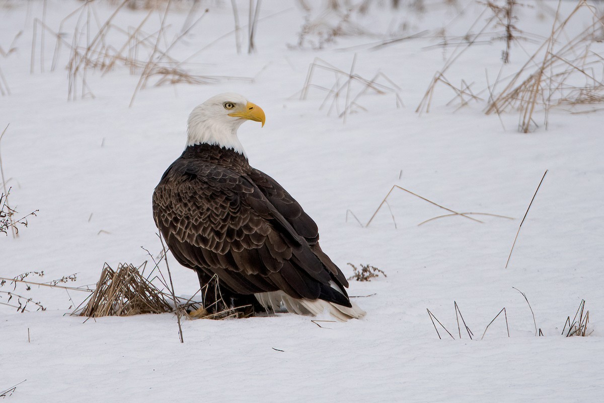 Bald Eagle - Sue Barth