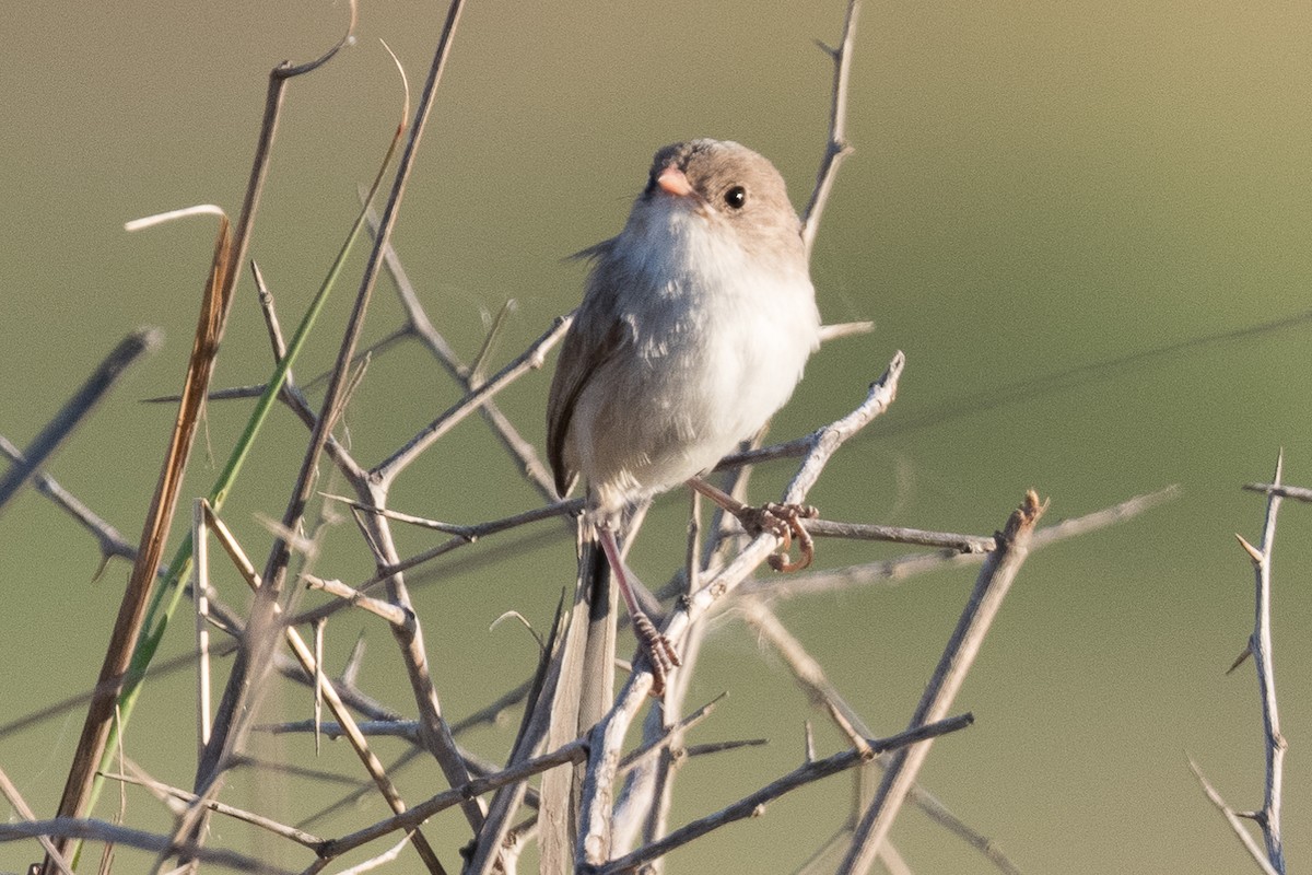 fairywren sp. - ML312769381