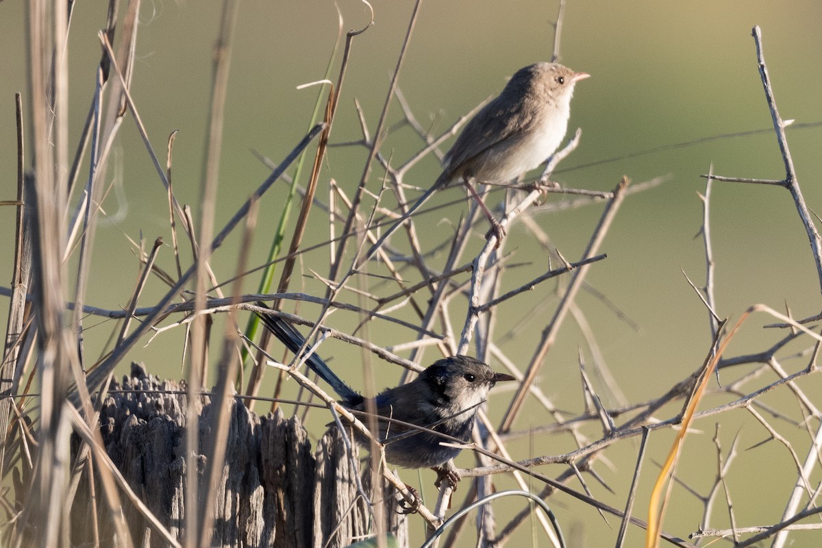 fairywren sp. - ML312769391