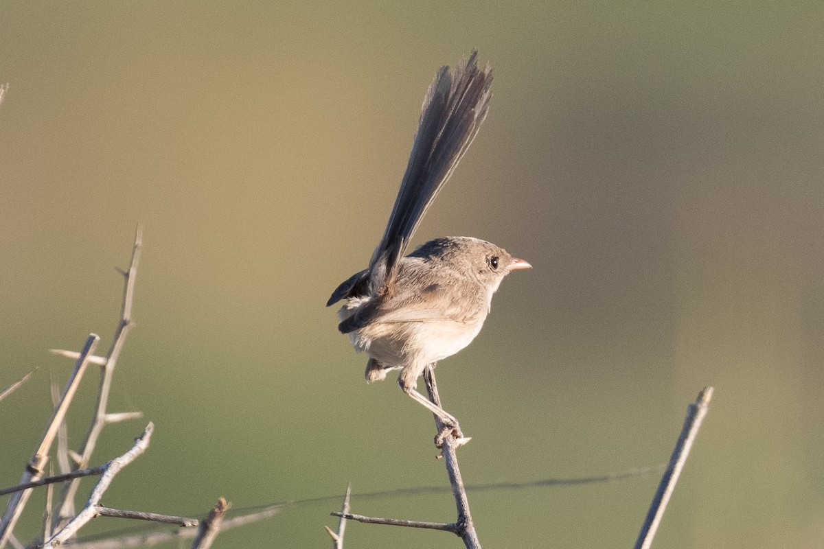 fairywren sp. - ML312769401