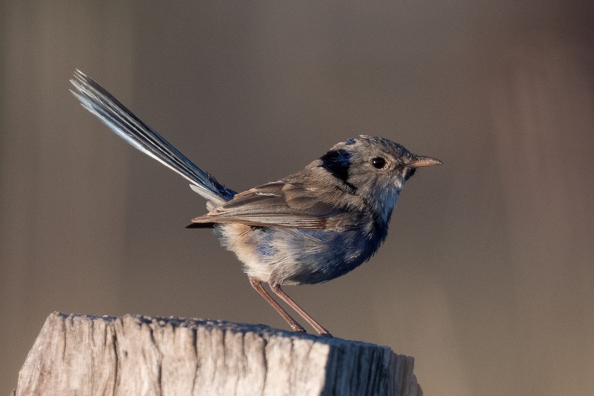fairywren sp. - ML312769431