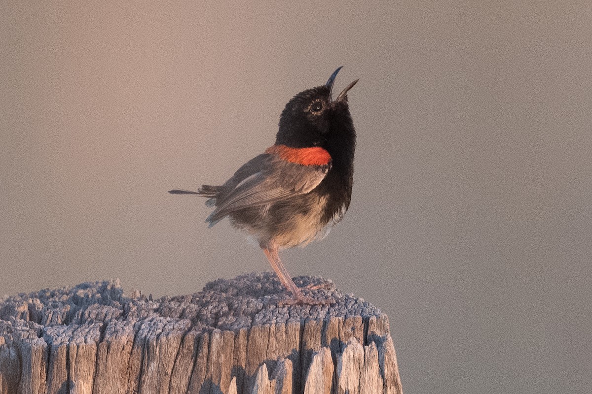 Red-backed Fairywren - ML312769451