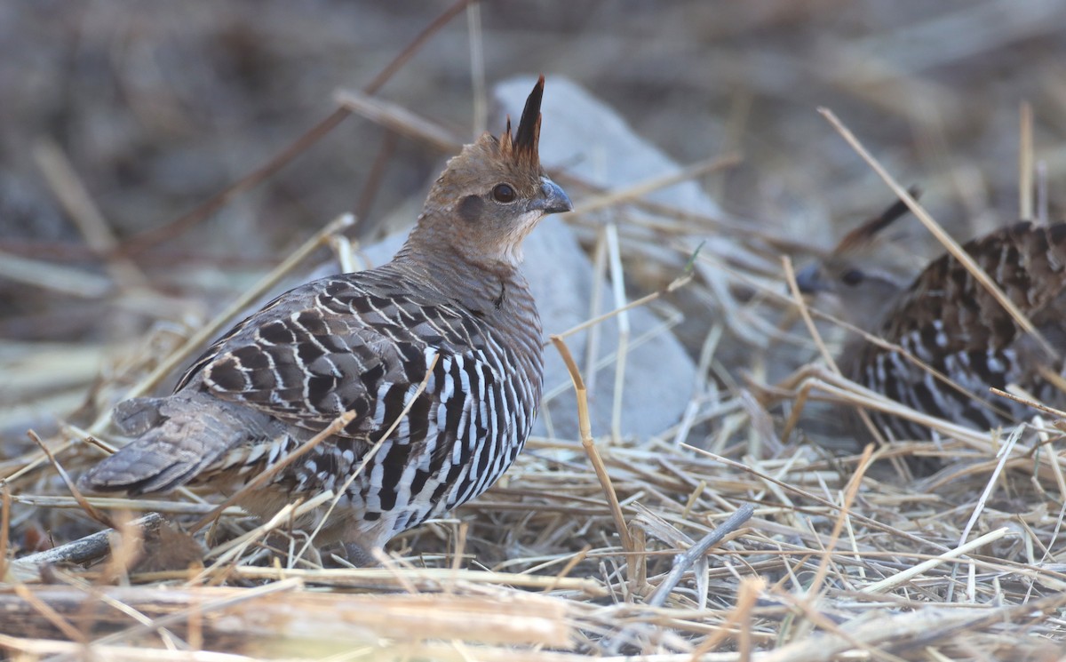 Banded Quail - ML312769601