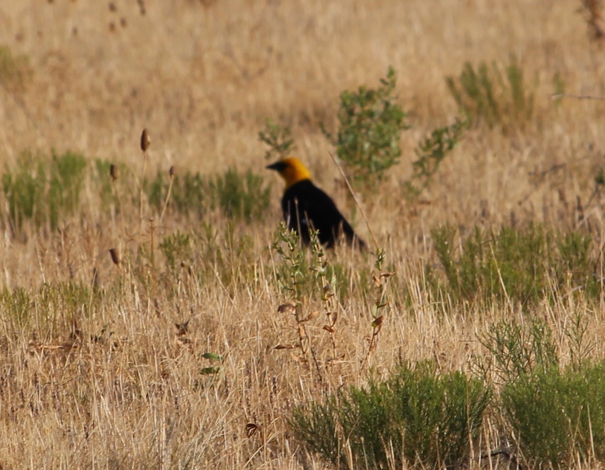 Yellow-headed Blackbird - Jessie  Brantwein