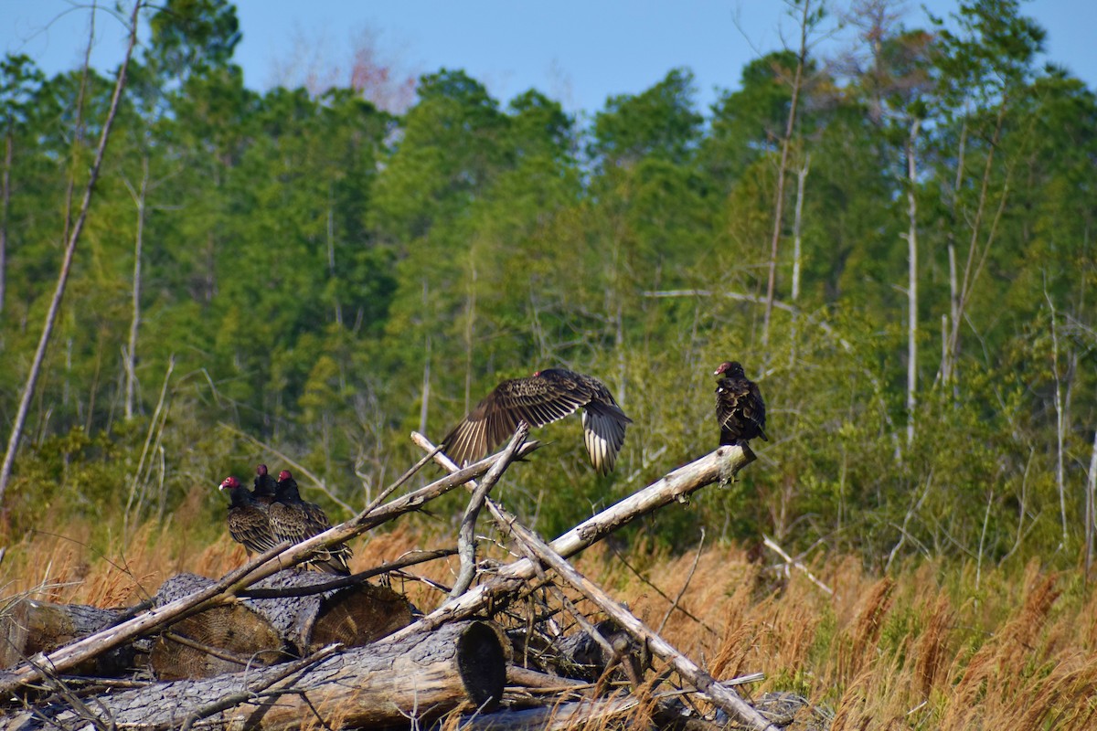 Turkey Vulture - ML312769861