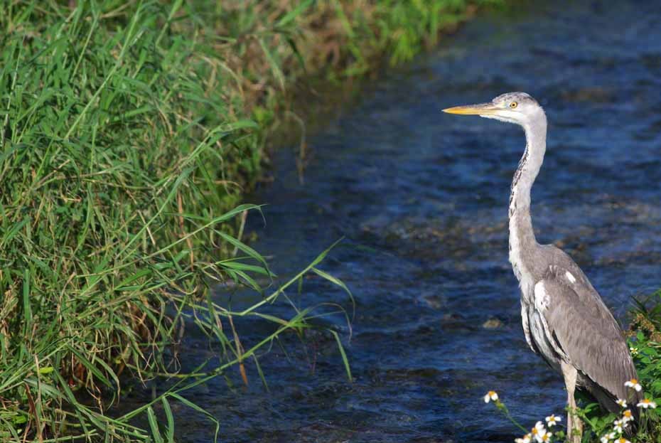 Gray Heron - ML312770701