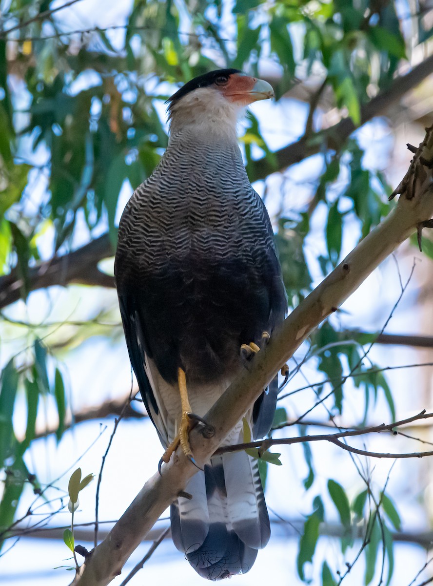 Crested Caracara (Southern) - ML312770921
