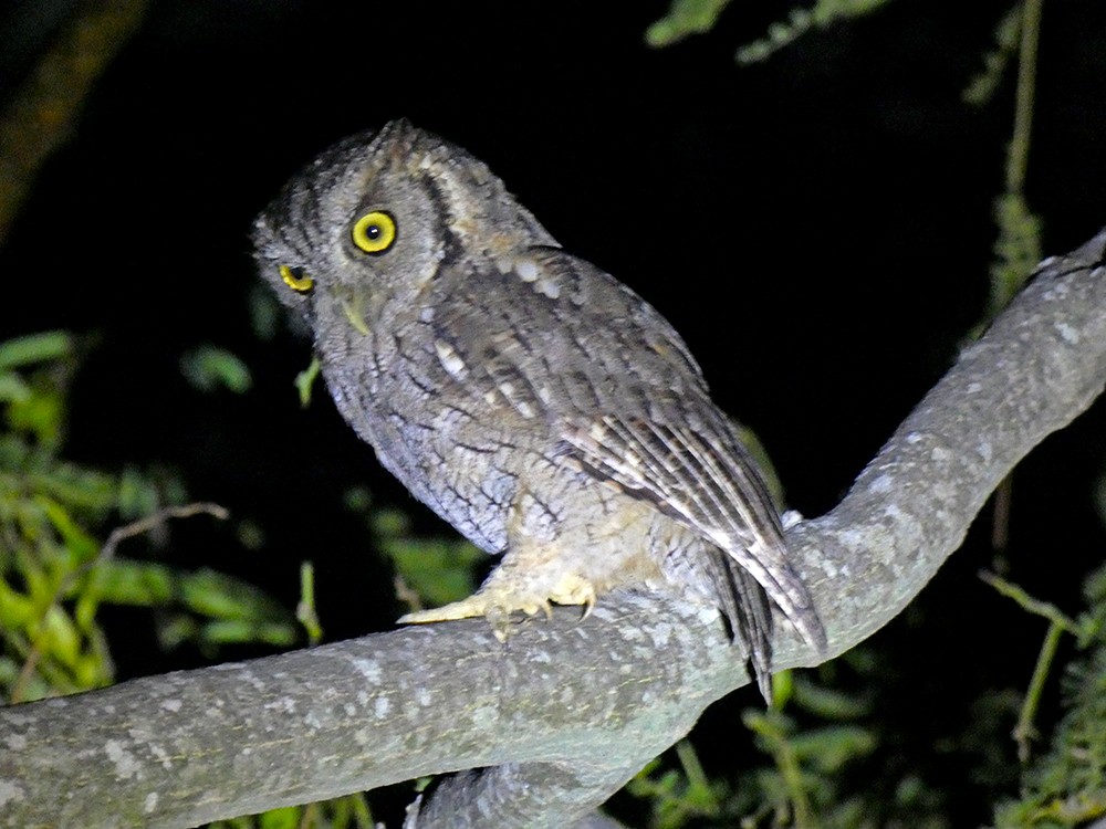 Tropical Screech-Owl - ML312771811