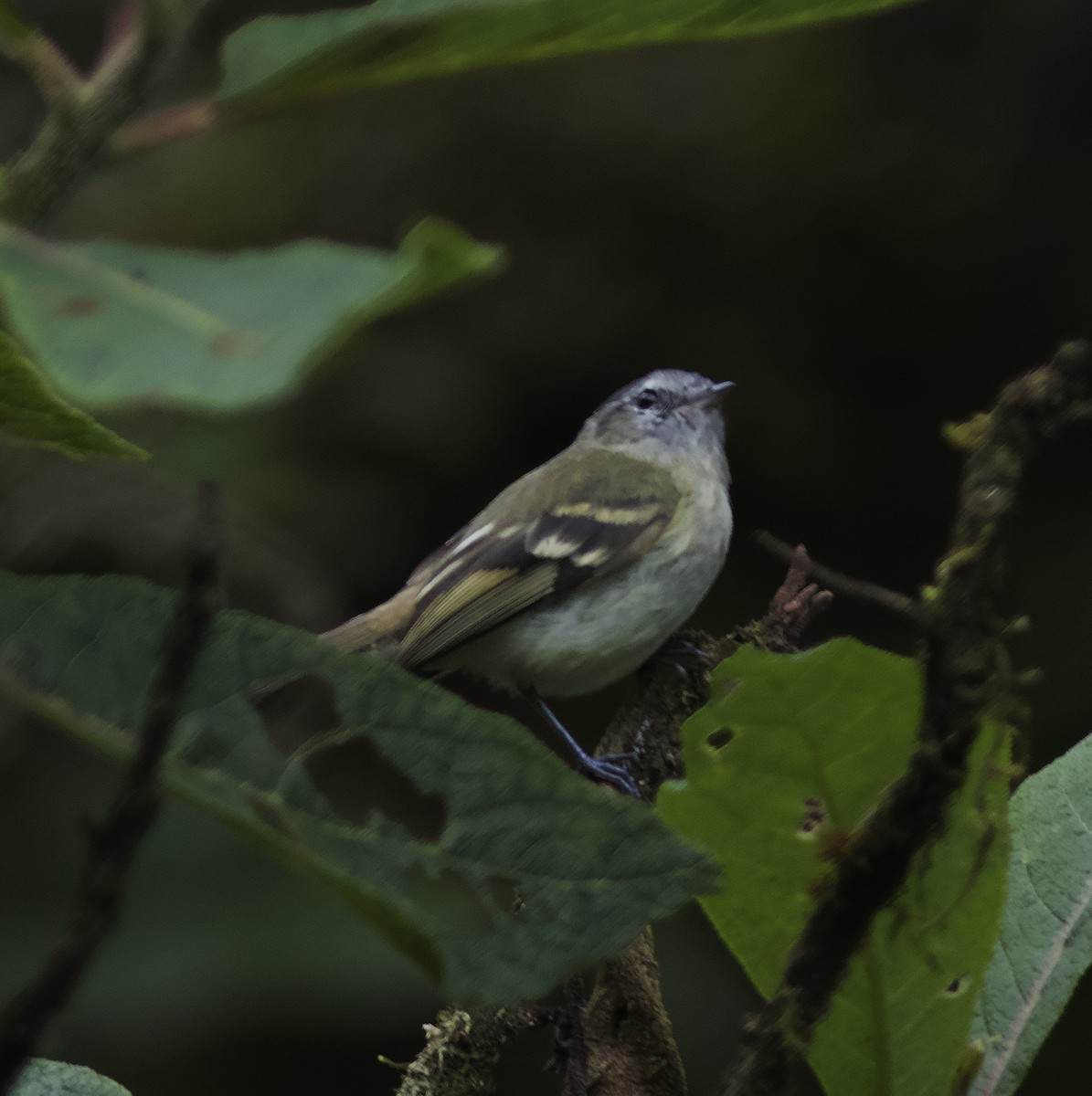 Buff-banded Tyrannulet - ML312772071