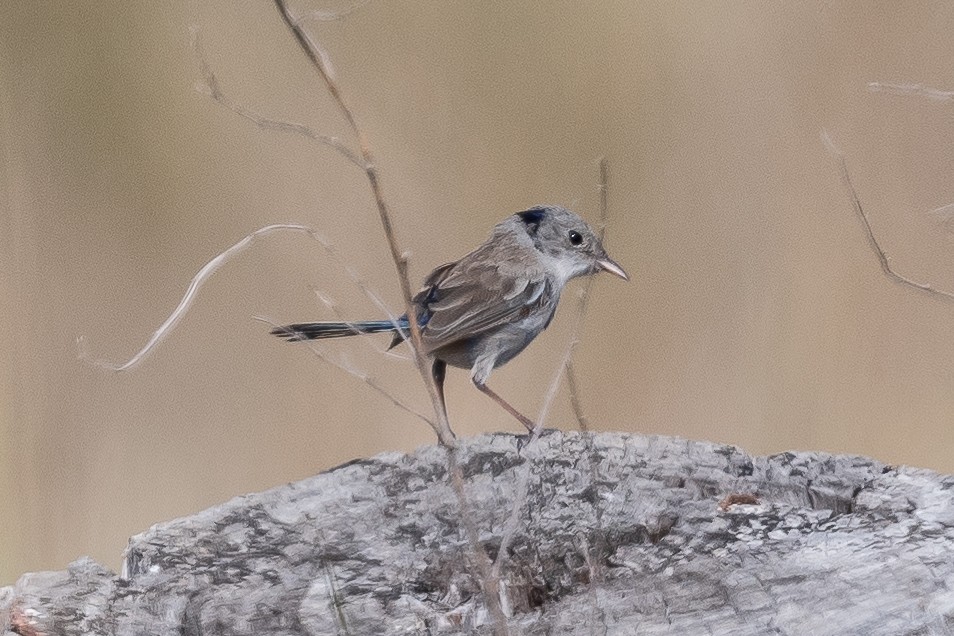 fairywren sp. - ML312772281