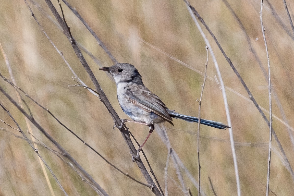 Maluro sp. - ML312772311