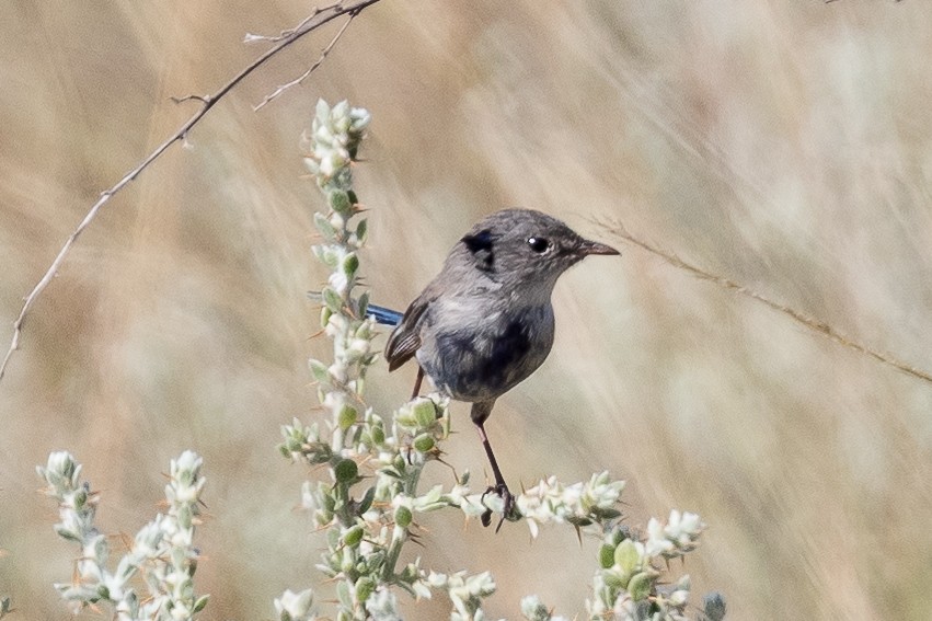 fairywren sp. - ML312772461