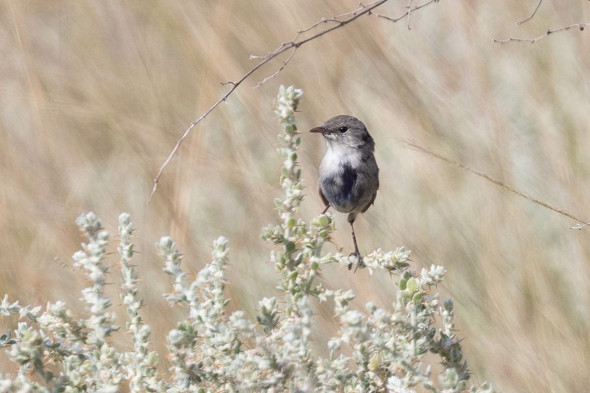 fairywren sp. - ML312772501