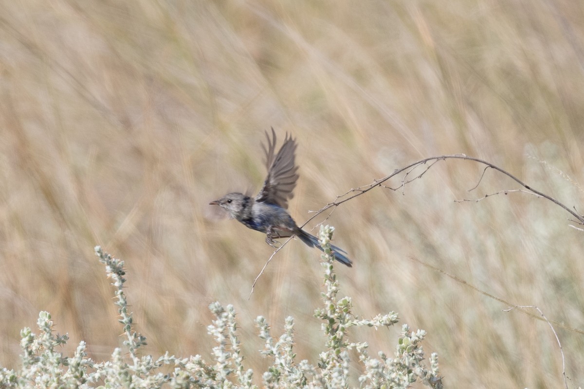 fairywren sp. - ML312772531