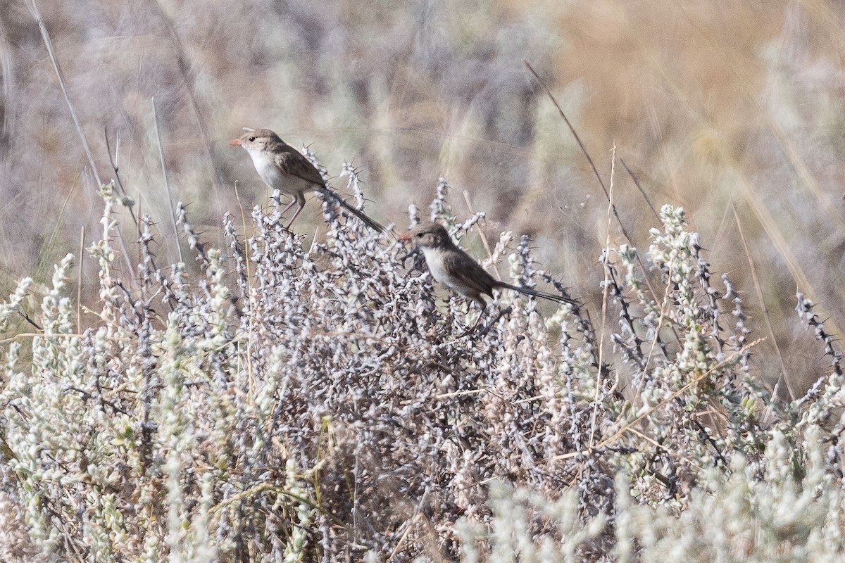 fairywren sp. - ML312772591