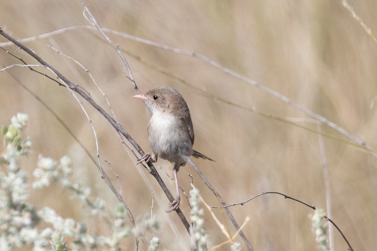 fairywren sp. - ML312772601