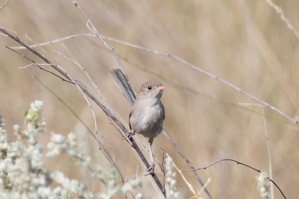 fairywren sp. - ML312772611