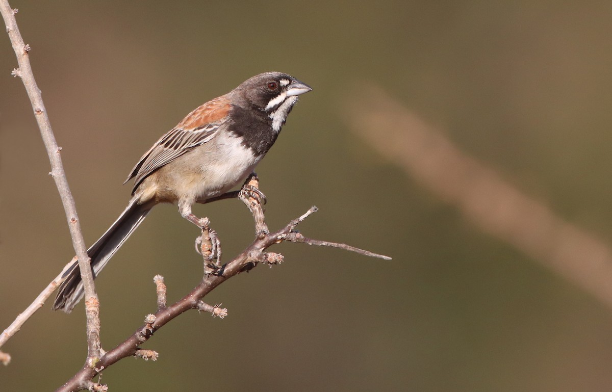 Black-chested Sparrow - Luke Seitz