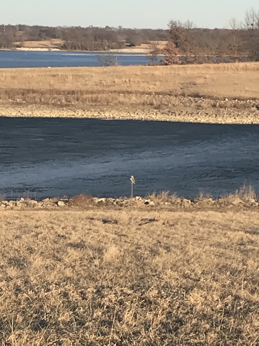 Short-eared Owl - ML312773781