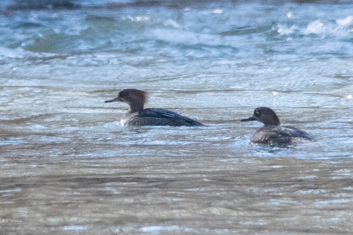 Hooded Merganser - ML312774751