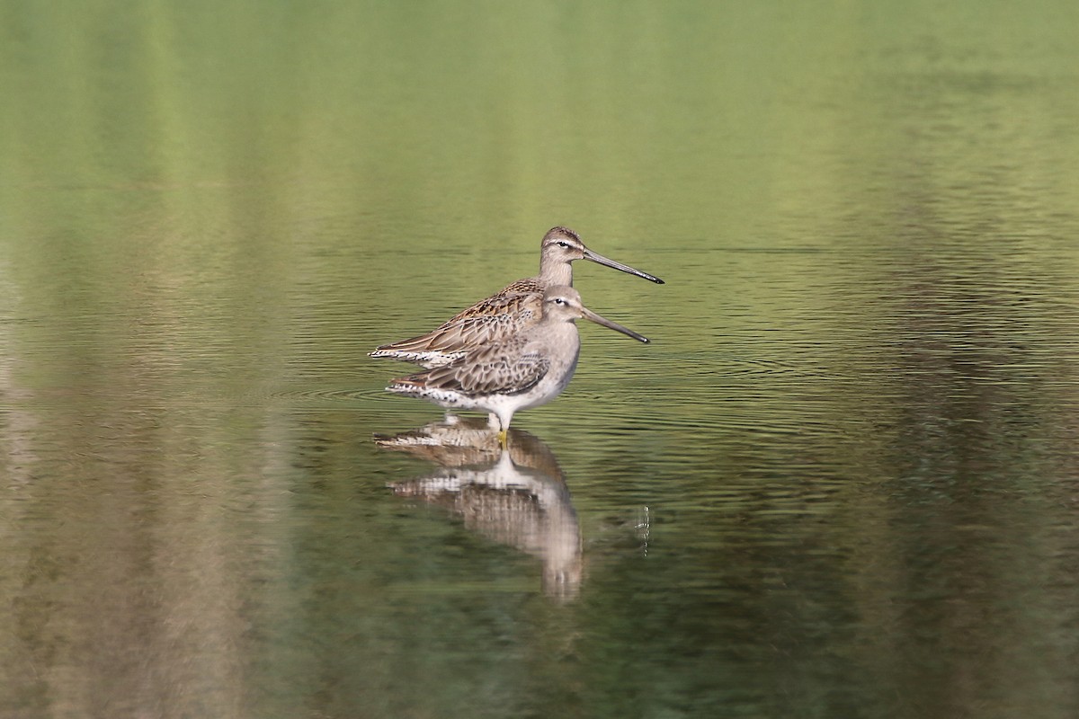 Long-billed Dowitcher - Don Brode