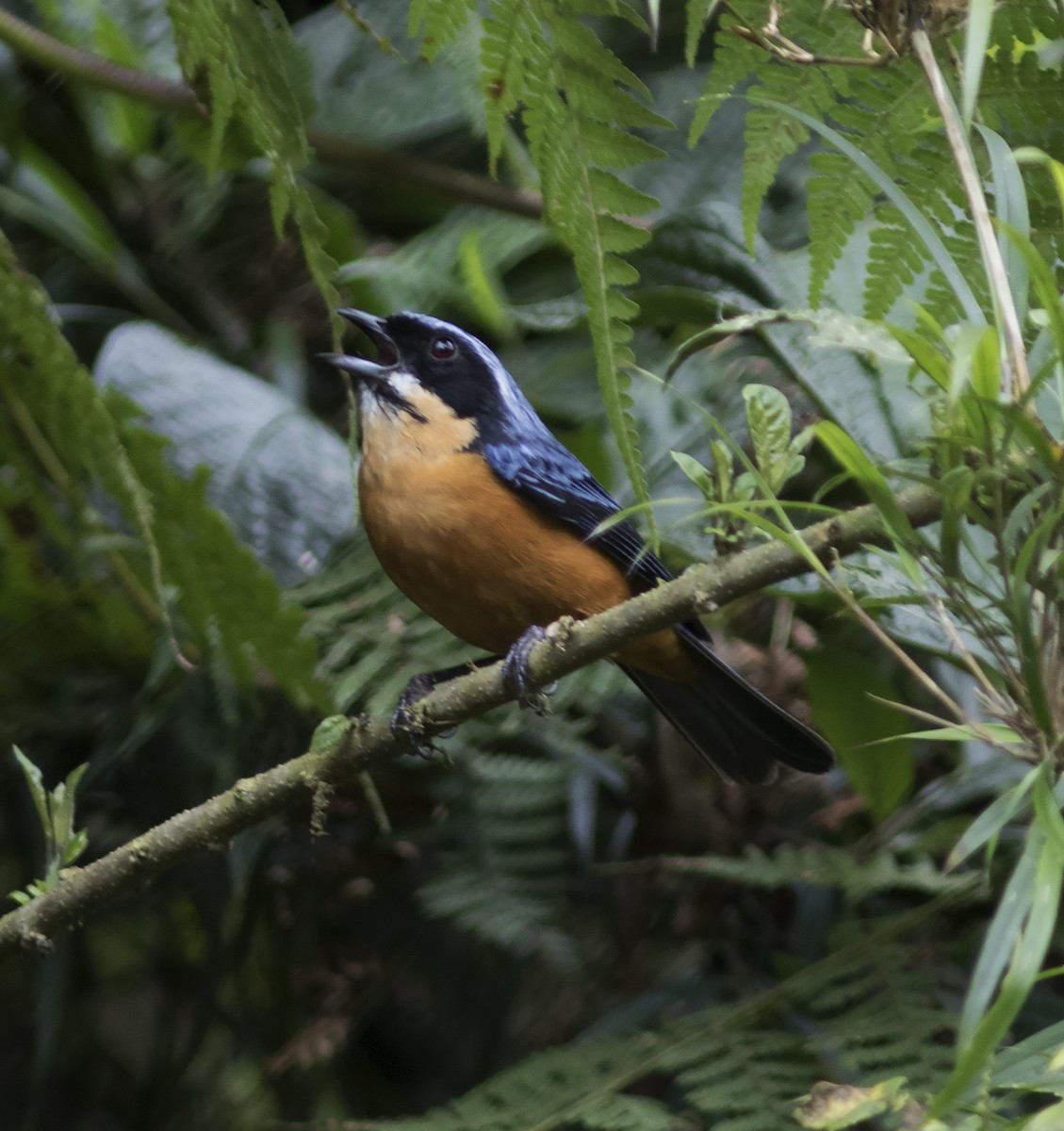 Chestnut-bellied Mountain Tanager - Gary Rosenberg