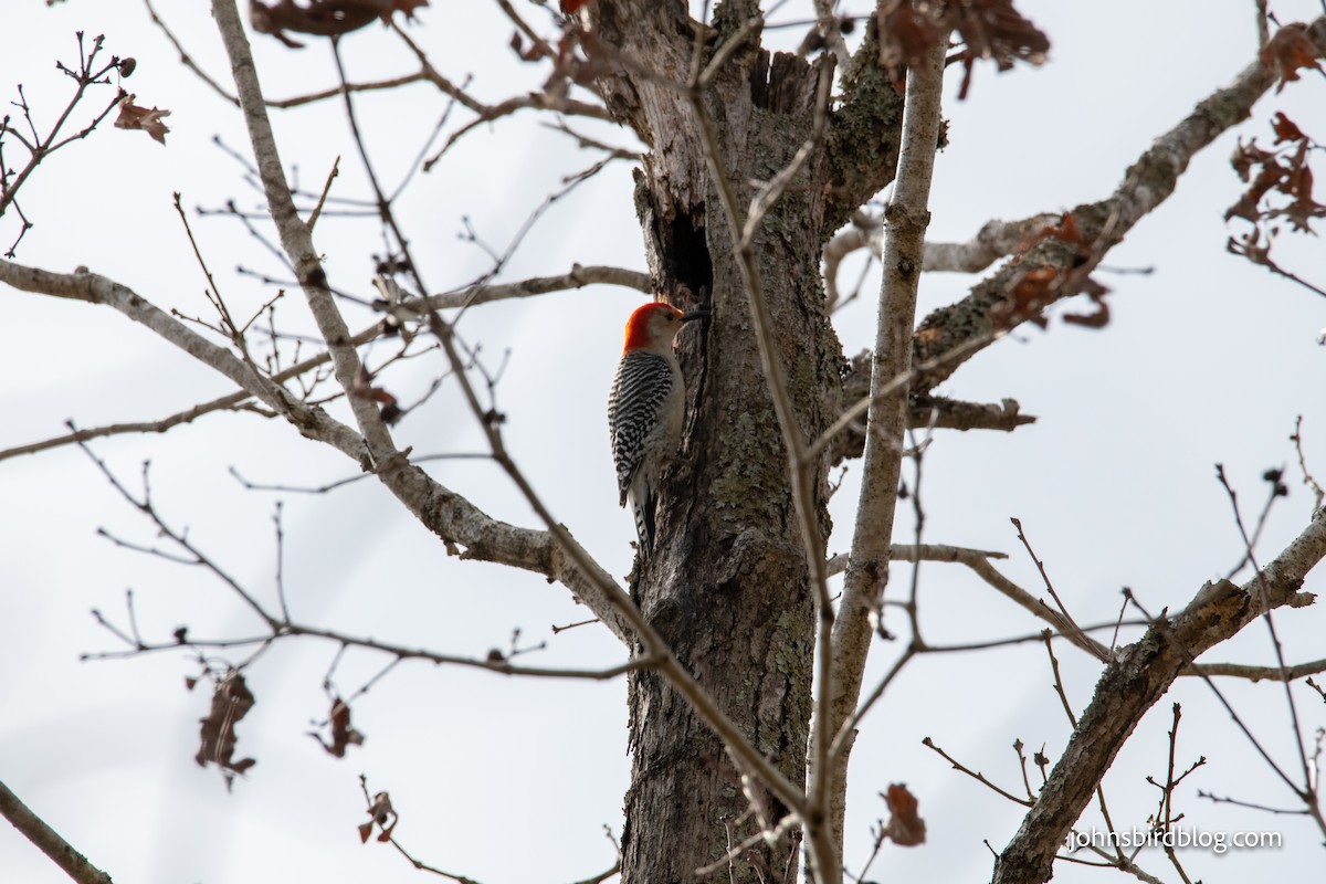 Red-bellied Woodpecker - ML312775441