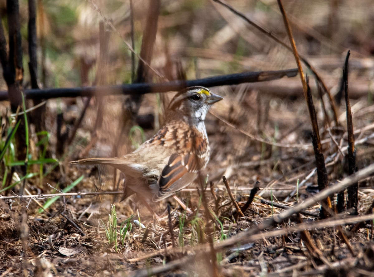 White-throated Sparrow - ML312775701