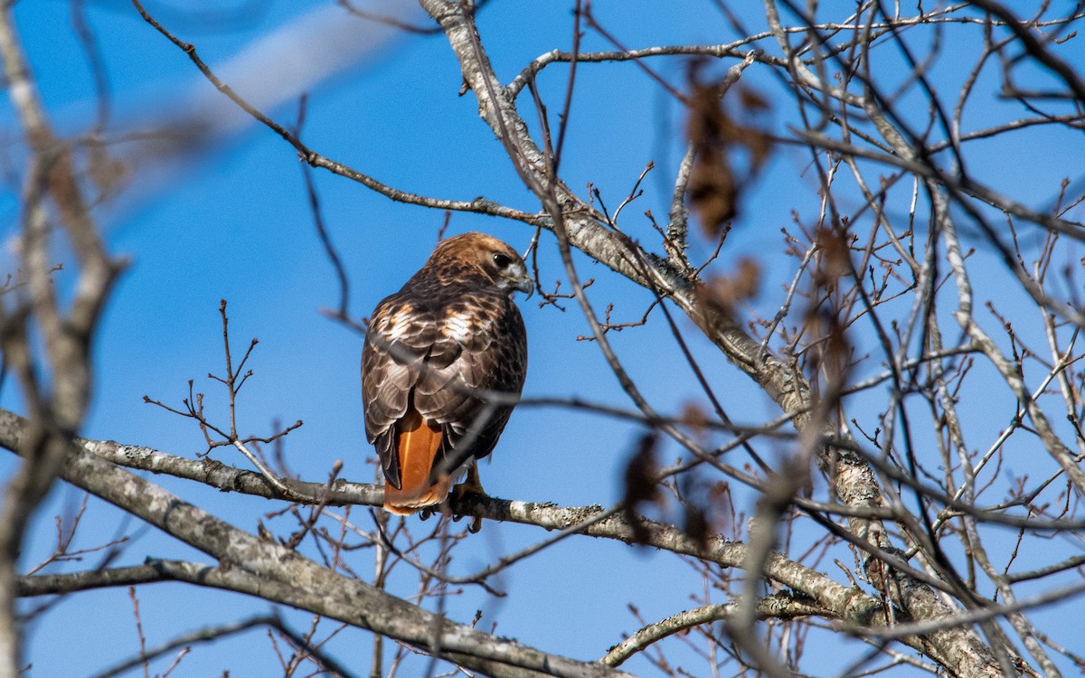 Red-tailed Hawk - ML312776381