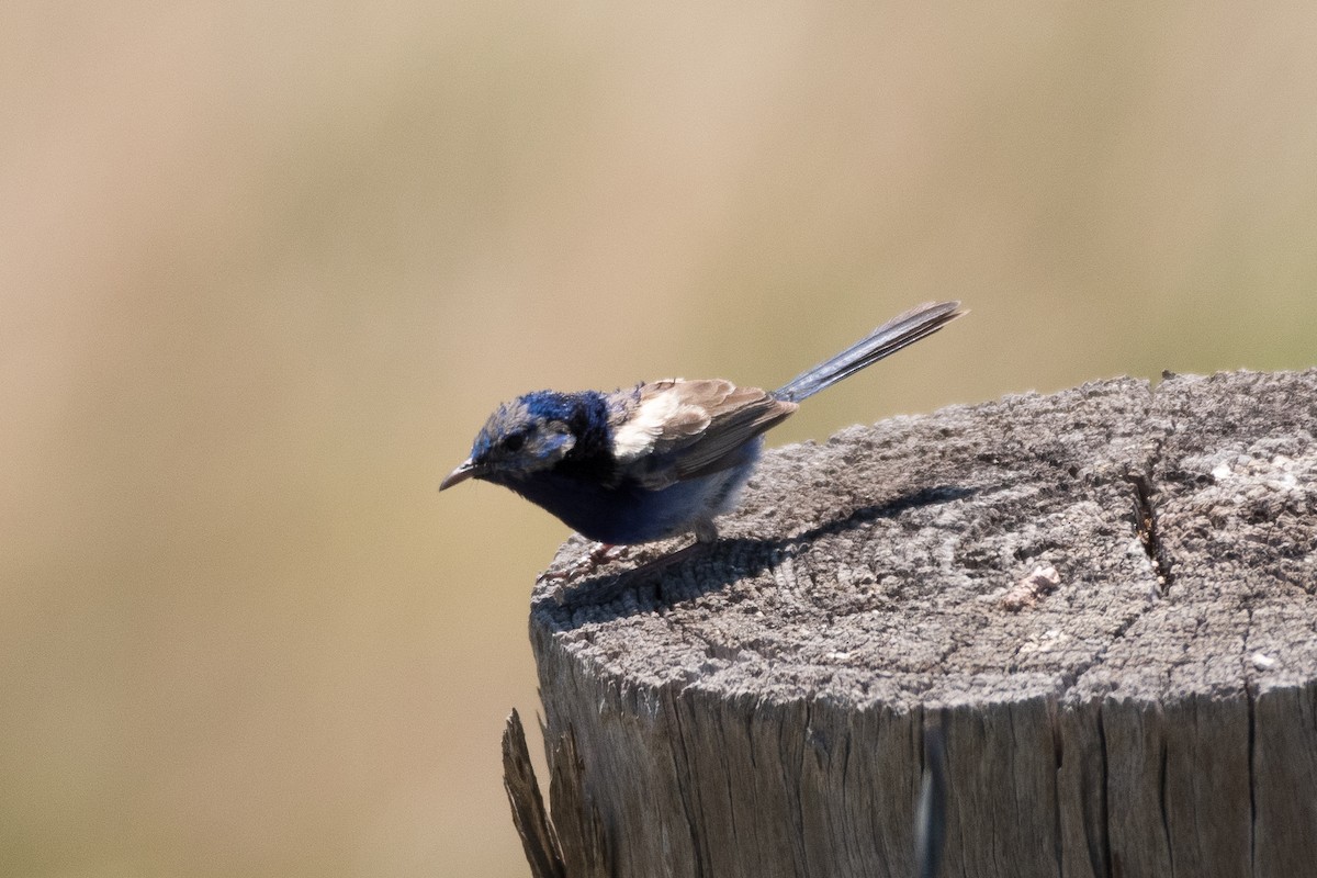 fairywren sp. - ML312776771