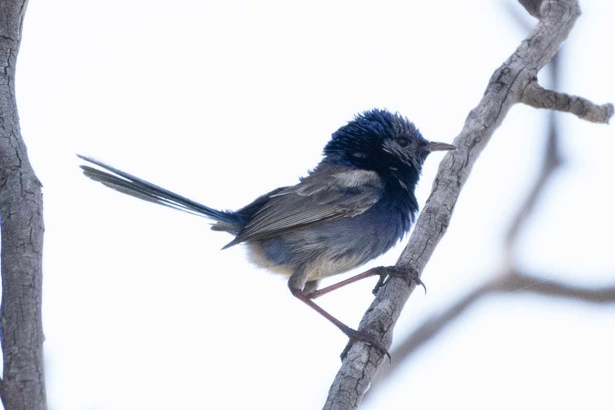 fairywren sp. - ML312776891