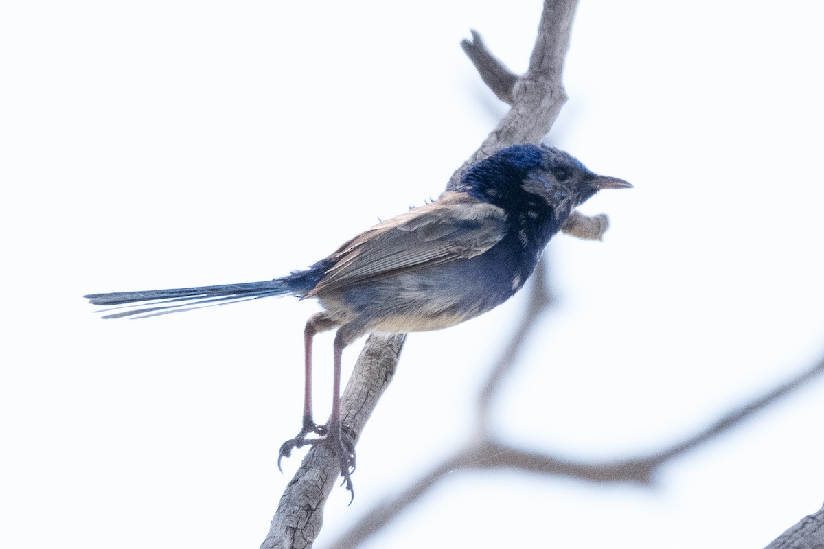 fairywren sp. - ML312776961