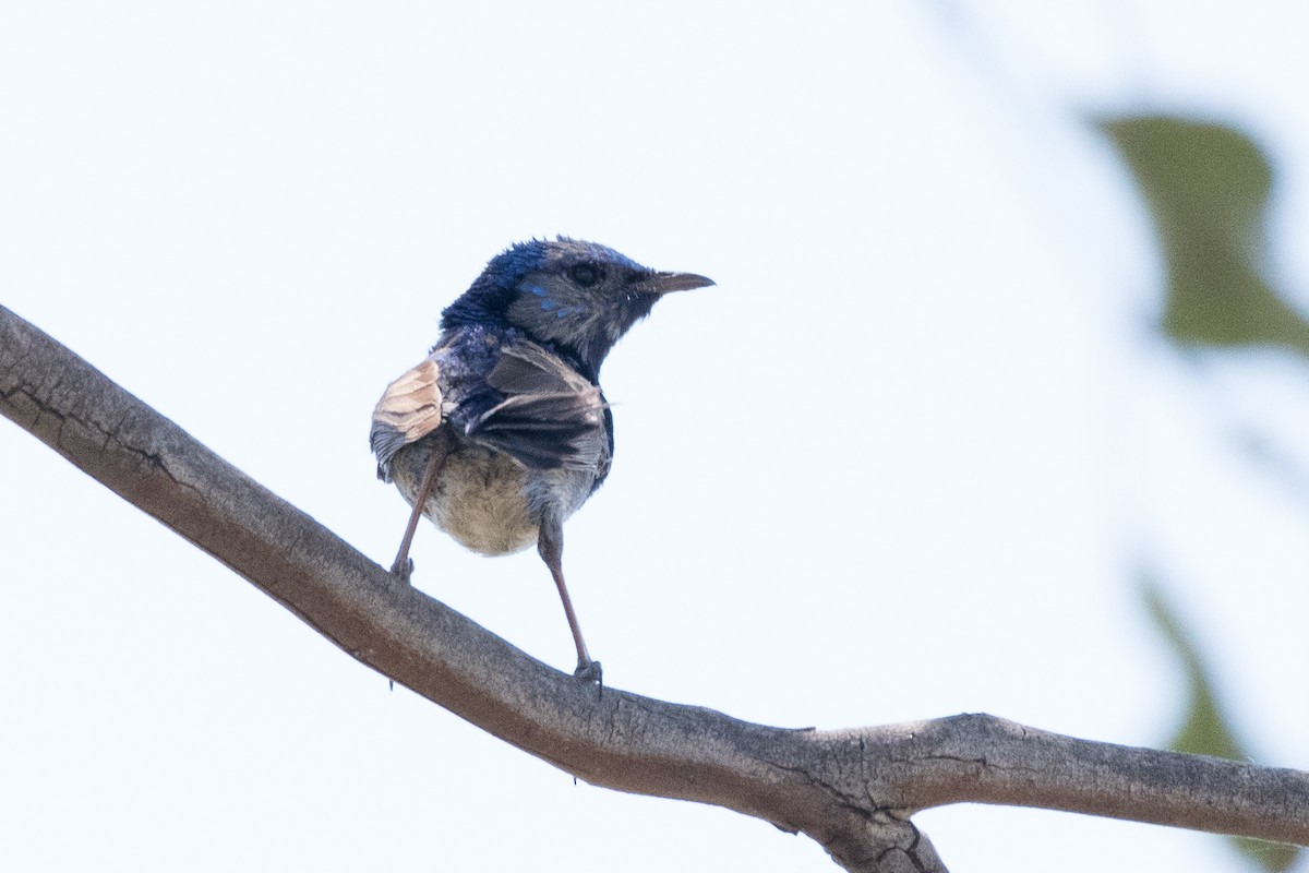 fairywren sp. - ML312777031